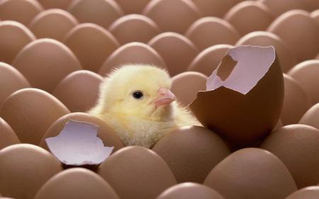 Chicken - eggs, chicken, small, cute, animals