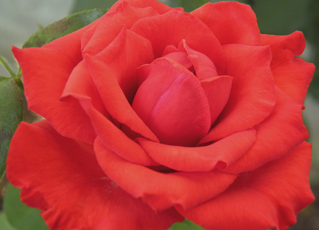 Red rose - nature, flowers, roses, red