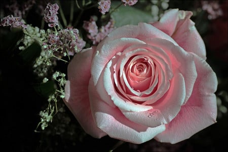 Pink rose - flowers, roses, pink, nature