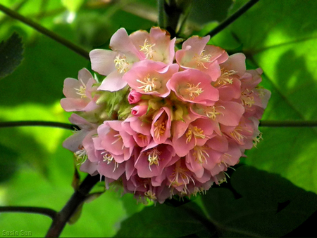 Pink flowers - flowers, tree, pink, nature