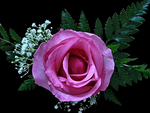 Pink rose