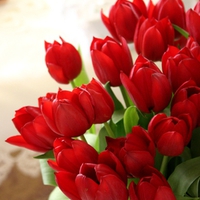 RED TULIPS