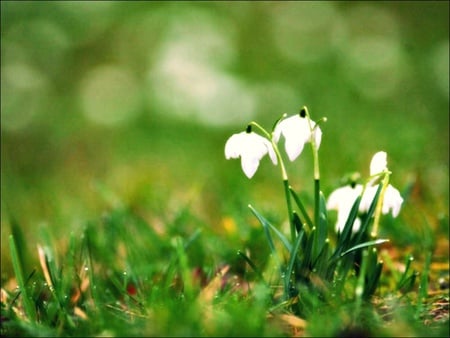 Snowdrops - snowdrops, flowers, spring, green