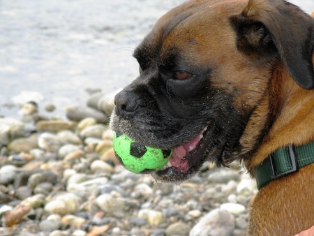 Muttley - nature, dogs, beach, ball