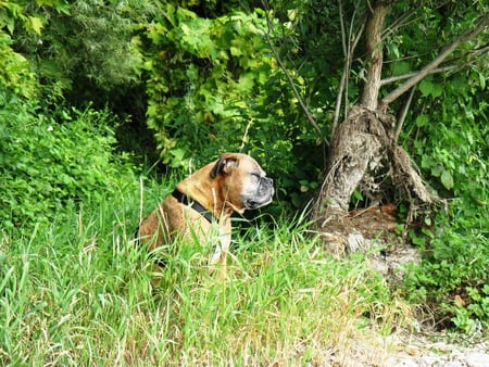 Chelsea - dogs, nature, lovely, river