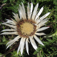 Mountain Flower ( for Cinzia )