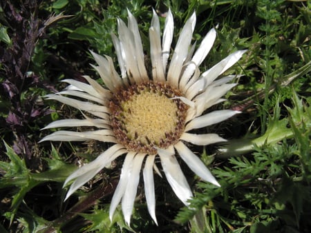 Mountain Flower ( for Cinzia ) - nature, fleurs, macro, mountain