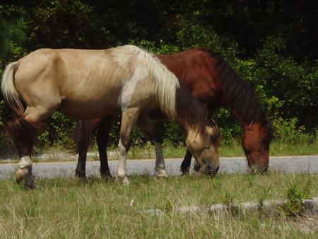 Wild Horses Grazing - wild horses, trees, animals, white horses, park, palomino horses, ponies, brown horses, nature