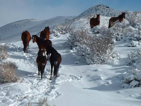 Wild Horses in Snow - pinto horse, nature, wild horses, horses, ponies, snow, black horses, wildlife