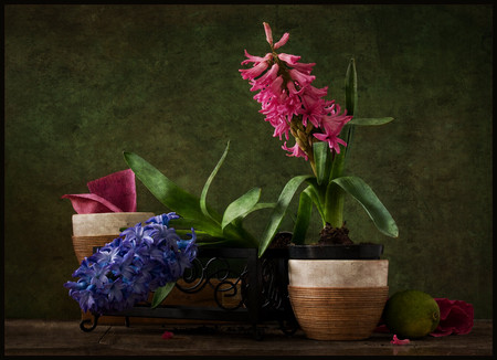 still life - potted, beautiful, photography, spring, photo, cool, flower, harmony, flowers, hyacinth, fruit, nice, lemon