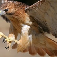 Redtail Hawk