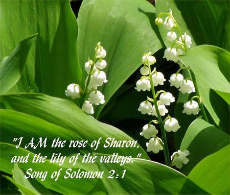 Lilly of the valley for Lobbygow - solomon, lilly of the valley, bible, christian