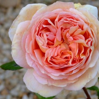 a flower for you ninarose from kate