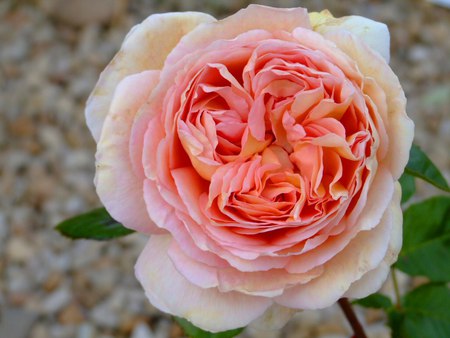 a flower for you ninarose from kate - beautiful, scented, rose, sweet, smells