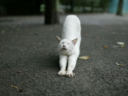 Morning Already? - whiskers, paws, claws, fur, cat, animal, feline