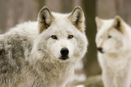 Grey Wolf - hunter, spirit, wolf, beautiful, majestic, canine, dog, beauty, free, grey wolf, grey, predator, powerful, alluring, wild