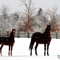 Winter Friends