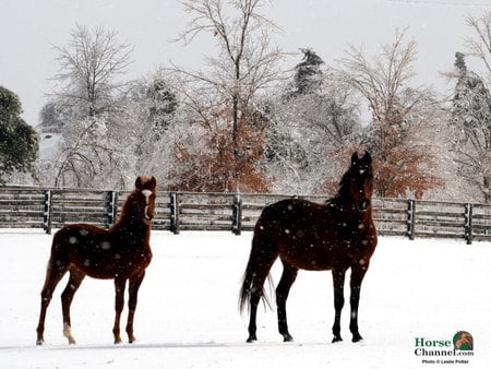 Winter Friends - snow, pasture, horses, animals