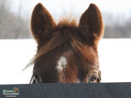 Peeking Out - horses, animals, snow, winter, foal