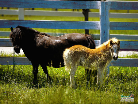 Little ponies - fence, horses, animals, ponies