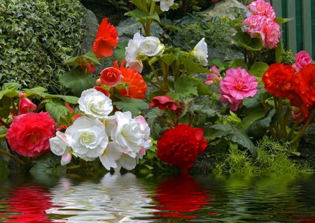 By the water's edge - reflections, flowers, roses, river, green, edge, white red pink