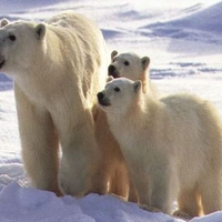 Polar Family