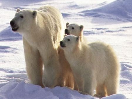 Polar Family - nature, black bears, polar bear babies, polar bears, snow, brown bears, animals