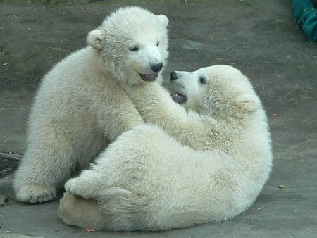 Polar Fight - wildlife, bears, white bears, funny animals, hunters, polar bears, nature, baby polar bears, polar bears fighting