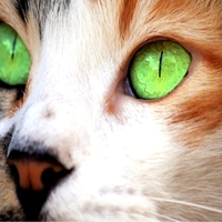 Calico Cat