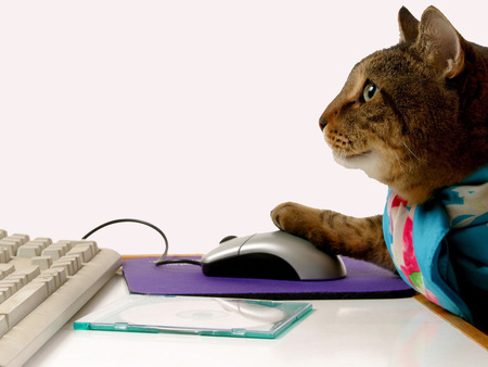 CAT busy with MOUSE !!! - white, abstract, background, cat, photography, mouse, keyboard