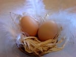 eggs