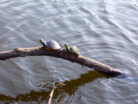 Turtles taking a sunbath - tartaruga, turtle