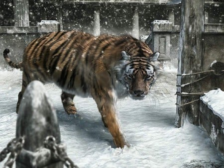 Tiger - winter, snow, tiger, cat, animals