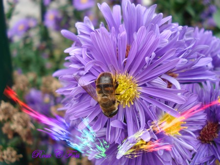 Bee - rosa c foss