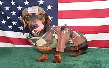 Camo Doxie - dog, holiday, patriotic, doxie, military