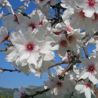 Mallorca - Almond Blossom