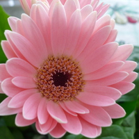 pink flower