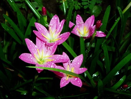 purple  flowers - green purple  flowers