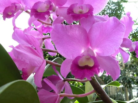 Orchid - green pink flowers