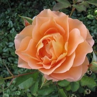 Peach rose