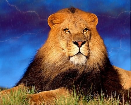 Proud King - storm, lightening, rain, cats, lion, animals