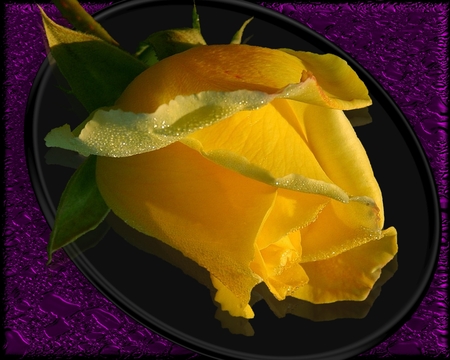 Friendship Rose - nature, abstract, yellow, 3d, flowers, rose