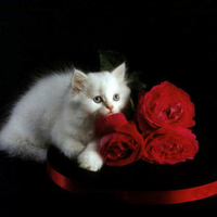 Kitty And Roses