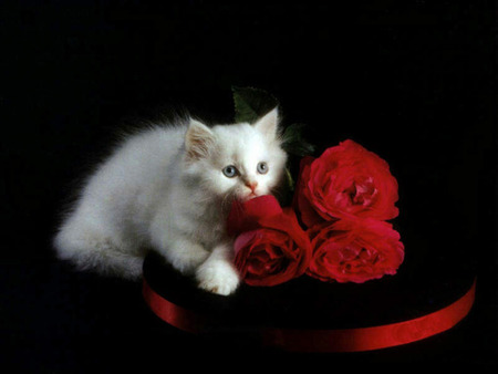 Kitty And Roses - kitty, white kitty, lovely, rose, red roses