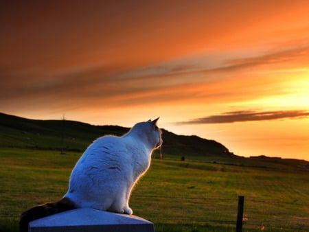 Kitten looking the sunset - sky, kitten, cat, sweet, feline, sunset, grass