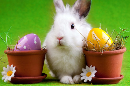 Easter - eggs, rabbit, beautiful, photography, lovely, cool, sweet, nice harmony, easter, flowers, daisies, animal, holiday