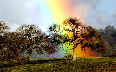 RAINBOW SHELTER - hill, oak trees, rainbow, grass, field, forest, sky, oak