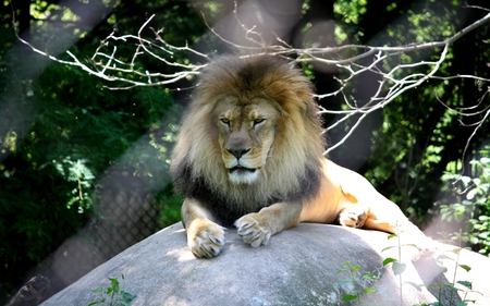 RESTING HIS HIGHNESS - bravery, courage, fearlessness, royalty, strength