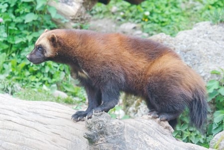 Wolverine - wolverine, animal, nature, wild, wildlife