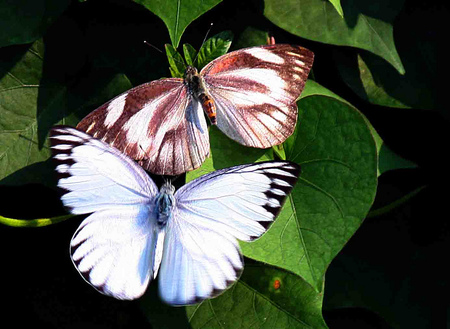 Love is everywhere... - red, animals, beauty, photo, love, blue, background, butterfly, picture, image, mangiwan, colors, insect, colorful, green